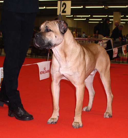 dogo_canario.1b dogo_canario.1b.jpg